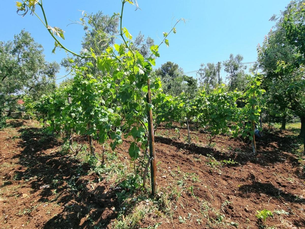 I Sapori Del Gargano ξενώνας Βιέστε Εξωτερικό φωτογραφία